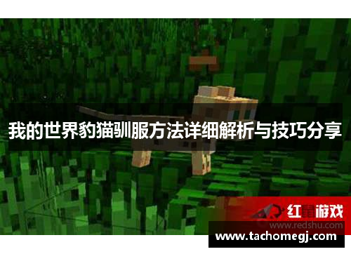 我的世界豹猫驯服方法详细解析与技巧分享